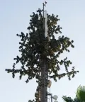 Torre de telecomunicação camuflada (Pine Tree Tower)