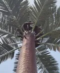 Torre de telecomunicação camuflada (Palm Tree Tower)